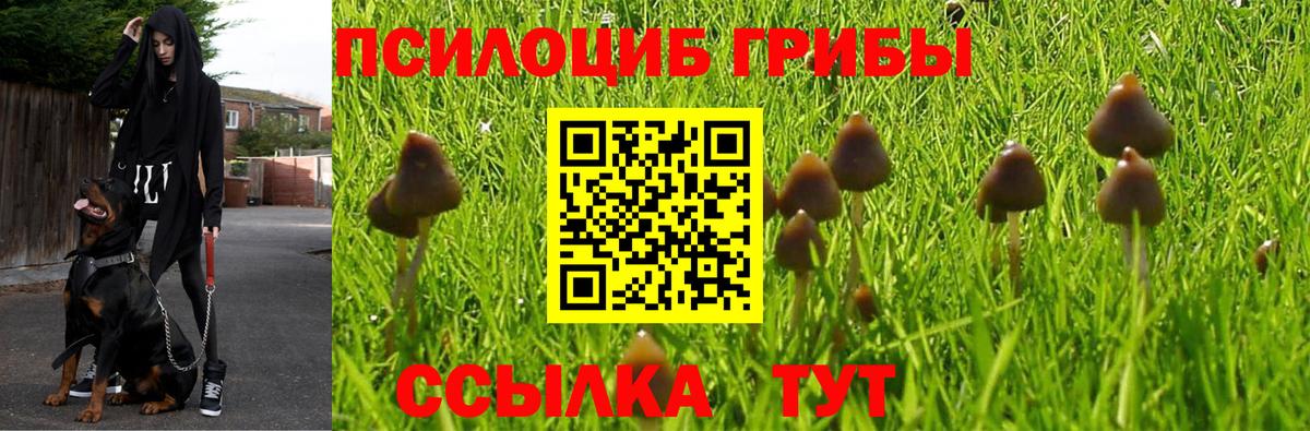 Псилоцибиновые грибы Psilocybine cubensis Зеленогорск